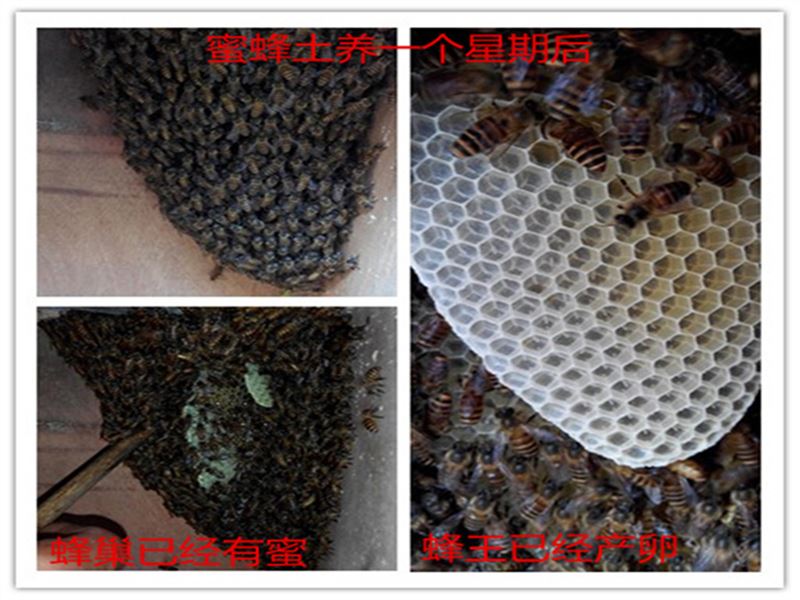Queen bee of Chinese bee high quality Improved variety High yield honeybee queen bee living thing Spawning Double color Hybridization Virginin the Pet/Pet food and supplies , Other pets , Other pets category - from Buy2taobao.com to provide professional Taobao agent buy service