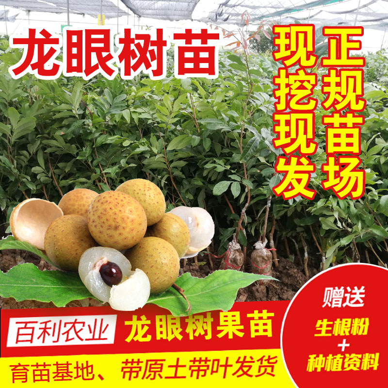龙眼树苗石硖龙眼四季蜜龙眼果树苗广西嫁接桂圆苗盆栽地栽果树苗|ruв категории доставка цветов/цветок моделирования/растения садоводства, садовое растение/даосское дерево/фруктовых деревьев, фруктовых деревьев - от Buy2taobao.com для оказания профессиональной услуги покупки агента Taobao