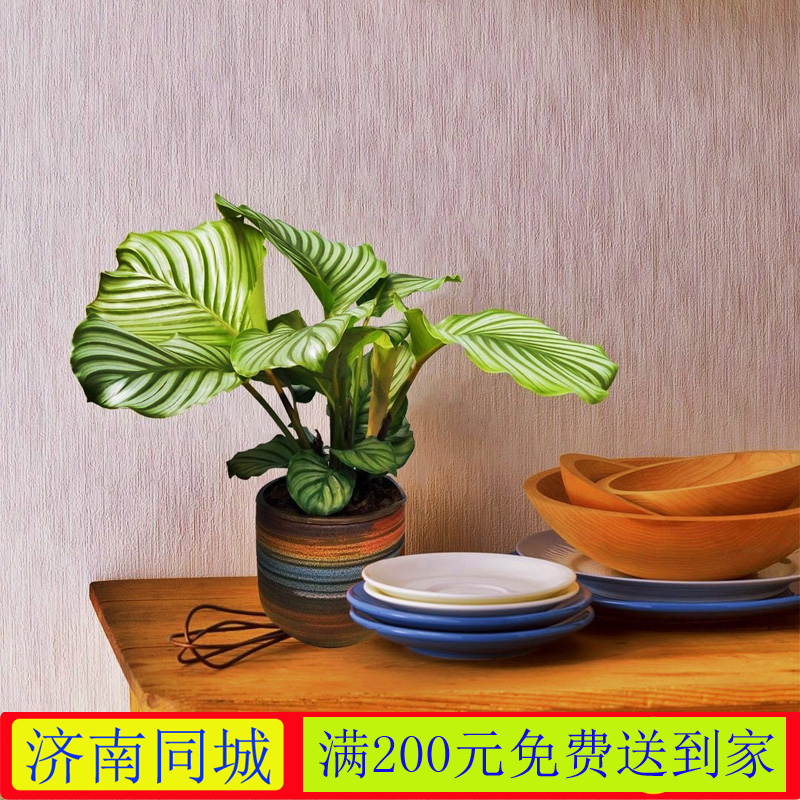 青苹果竹芋彩虹竹芋美丽竹芋双线竹芋办公室盆栽家庭绿植济南同城在类目 鲜花速递/花卉仿真/绿植园艺, 花卉/绿植盆栽(新), 绿植中 - 来自Buy2taobao.com提供专业的淘宝代购服务