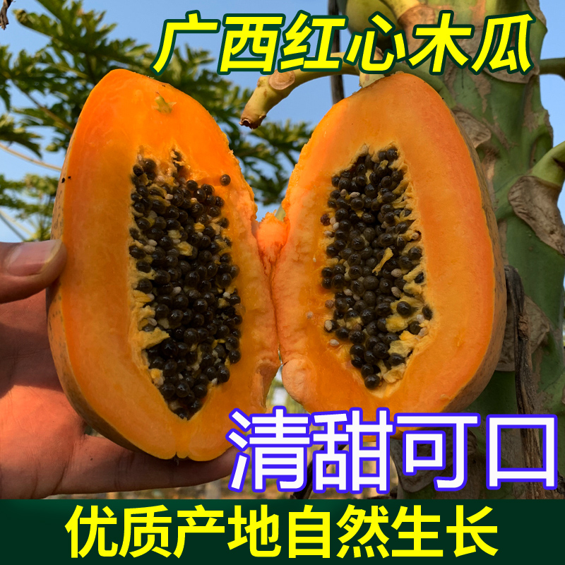 广西红心牛奶木瓜树上熟冰糖心当季新鲜水果包邮买5斤非海南云南|msdalam kategori daging perikanan/Buah-buahan segar dan sayur-sayuran/dimasak, buah-buahan segar, Papaya - dari Buy2taobao.com untuk memberikan perkhidmatan ejen Taobao profesional membeli