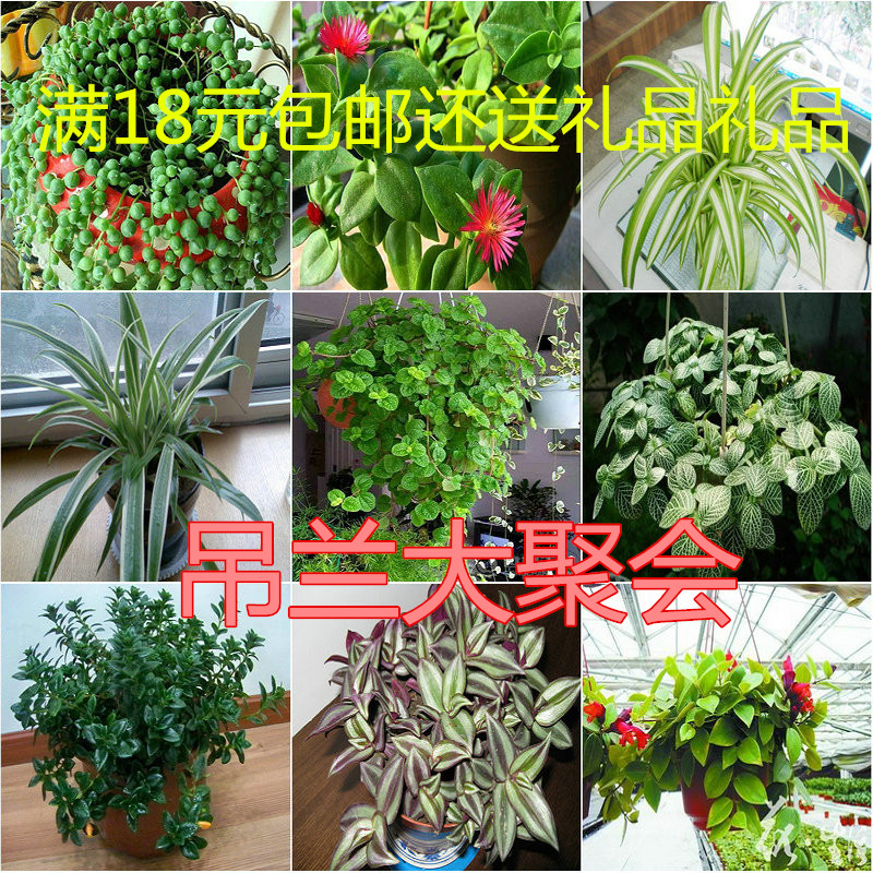 Green plant Potted plant Phnom Penh Chlorophytum Gold heart Chlorophytum Scindapsus Chlorophytum Peony Chlorophytum Hanging Zhu-mei Chlorophytumin the Flower delivery/Flowers simulation/Plants gardening , Flowers/Potted plants (New) , Plants category - from Buy2taobao.com to provide professional Taobao agent buy service