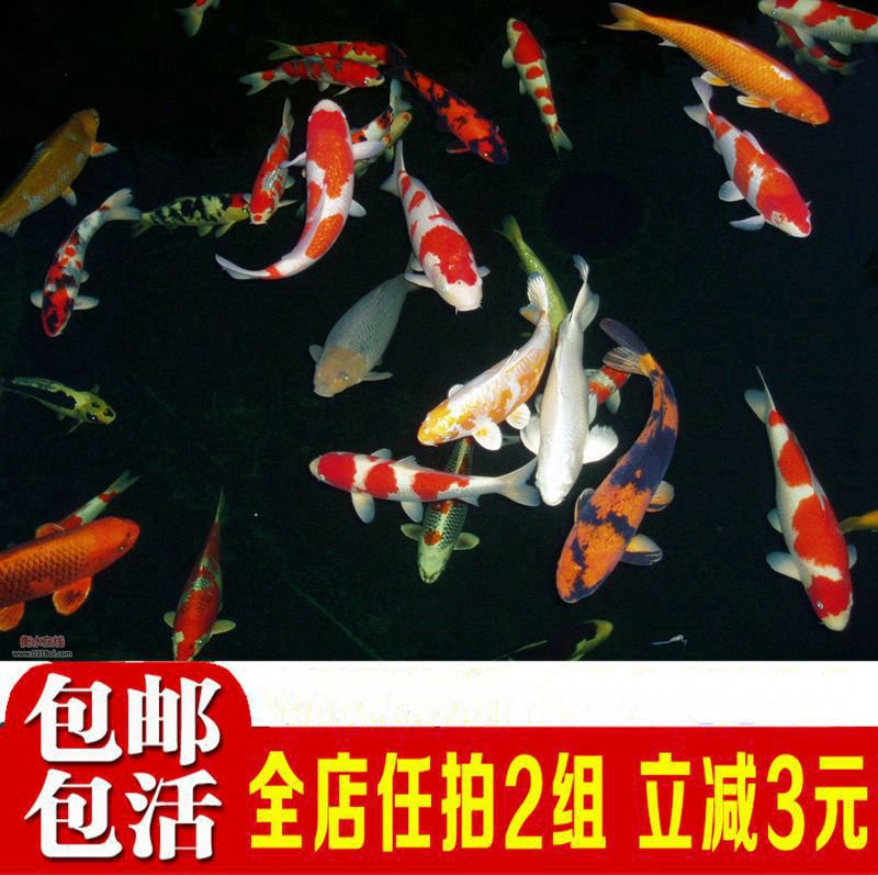 观赏鱼放观赏冷水鱼生鱼清道夫锦鲤鱼鹦鹉鱼苗锦鲤活体淡水小金鱼|msdalam kategori haiwan peliharaan/makanan haiwan dan bekalan, Aquarium World, ikan - dari Buy2taobao.com untuk memberikan perkhidmatan ejen Taobao profesional membeli