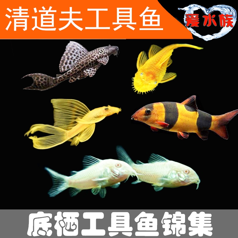 清缸吃便的鱼清道夫鱼胡子大帆鱼底栖除藻工具鱼鼠鱼清垃圾鱼异型在类目 宠物/宠物食品及用品, 水族世界, 鱼中 - 来自Buy2taobao.com提供专业的淘宝代购服务