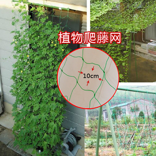 园艺网 爬藤网格 拉网 铁线莲瓜 果 花 爬藤植物网|ruв категории доставка цветов/цветок моделирования/растения садоводства, садовых принадлежностей, других садовых принадлежностей - от Buy2taobao.com для оказания профессиональной услуги покупки агента Taobao