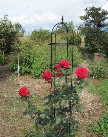 Iron flower Iron Flower stand Chinese rose Flowerpot holder Flower pot Bracket Clematis Climbing frame Bracket outdoorsin the Flower delivery/Flowers simulation/Plants gardening , Vase/Flower/Flowerpot/Flower (New) , Flower category - from Buy2taobao.com to provide professional Taobao agent buy service