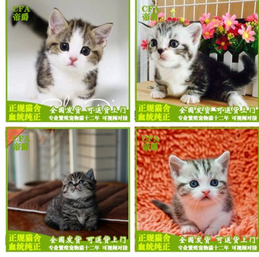 Thoroughbred Manchi living thing English short America Short Pygmy cat Bluish white Pygmy cat Opalescent Pygmy cat living thingin the Pet/Pet food and supplies , Kitty category - from Buy2taobao.com to provide professional Taobao agent buy service