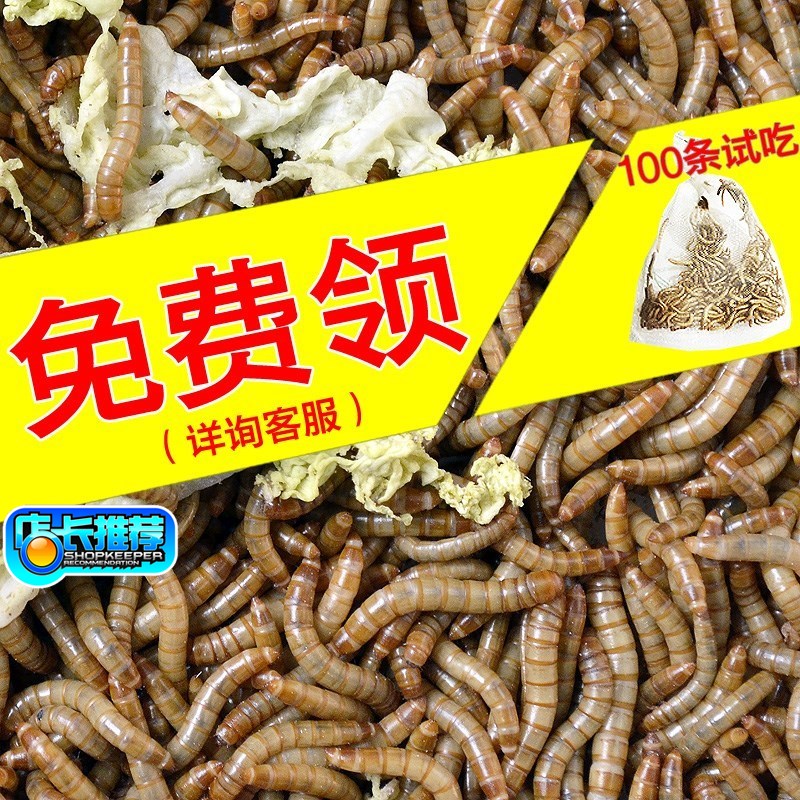 面包虫活虫食物宠物零食鸟鱼饲料虫仓鼠龙鱼守宫蜥蜴龟粮小面包虫|msdalam kategori haiwan peliharaan/makanan haiwan dan bekalan, Reptilia/Serangga dan bekalan Ming, Reptilia/Serangga makanan Ming - dari Buy2taobao.com untuk memberikan perkhidmatan ejen Taobao profesional membeli