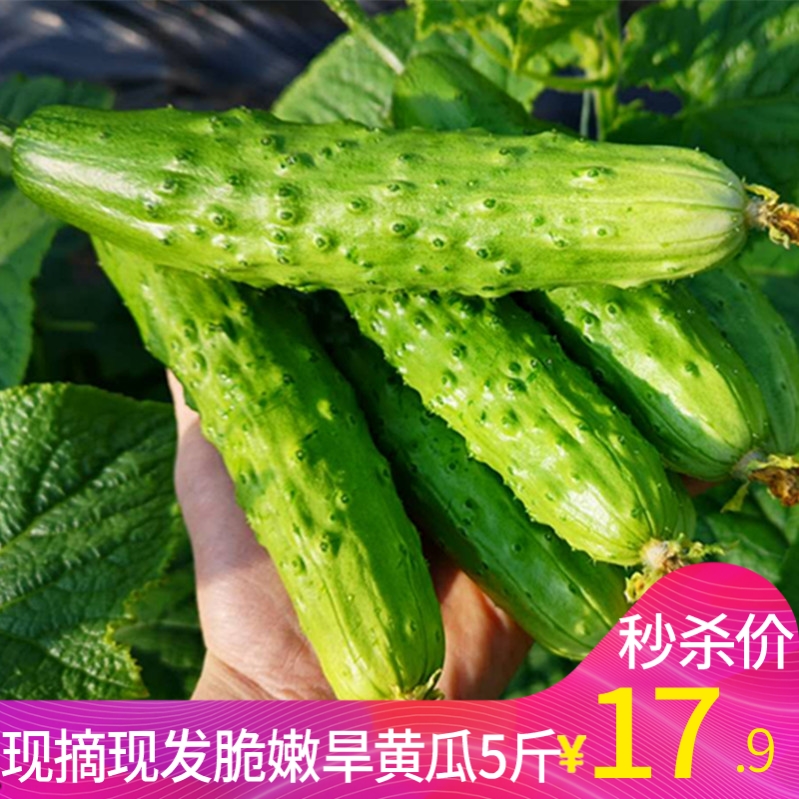 东北旱黄瓜 新鲜水果小黄瓜5斤 脆嫩带刺青瓜 非有机蔬菜水果黄瓜|ruв категории водной мясо/свежие фрукты и овощи/еда, свежие овощи/овощной продукции, свежие овощи, другие - от Buy2taobao.com для оказания профессиональной услуги покупки агента Taobao