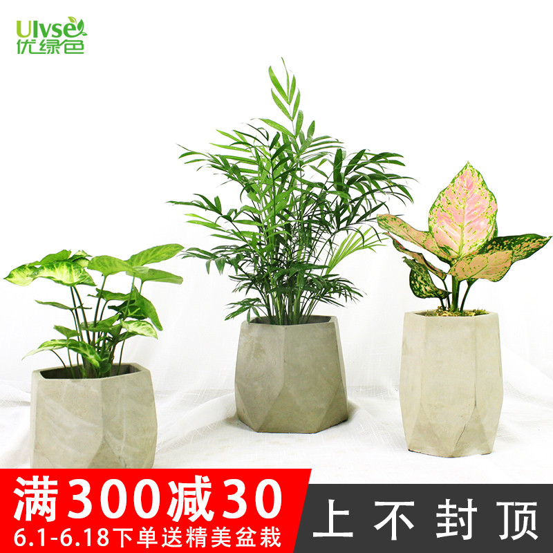 ulvse优绿色几何水泥盆桌面绿植花卉盆栽办公室客厅前台植物鲜花在类目 鲜花速递/花卉仿真/绿植园艺, 花卉/绿植盆栽(新), 绿植中 - 来自Buy2taobao.com提供专业的淘宝代购服务