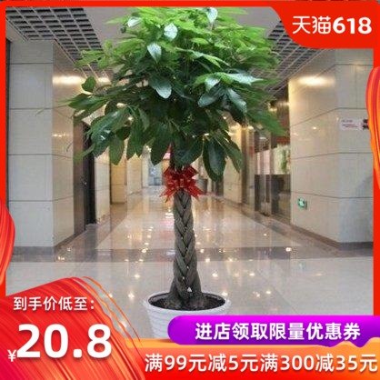 室内花卉 盆景植物 发财树盆栽 客厅创意花草 大型绿植 净化空气在类目 鲜花速递/花卉仿真/绿植园艺, 花卉/绿植盆栽(新), 绿植中 - 来自Buy2taobao.com提供专业的淘宝代购服务