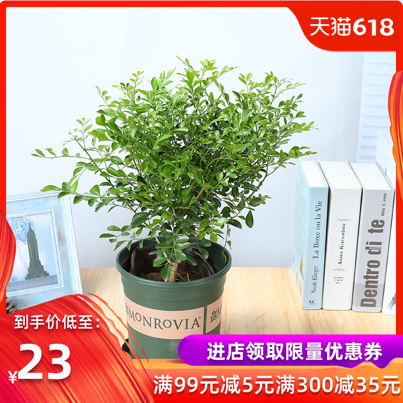 Milan Potted plant Botany Murraya flowers and plants Formaldehyde absorption Clean air Insect repellent indoor a living room Officein the Flower delivery/Flowers simulation/Plants gardening , Flowers/Potted plants (New) , Plants category - from Buy2taobao.com to provide professional Taobao agent buy service