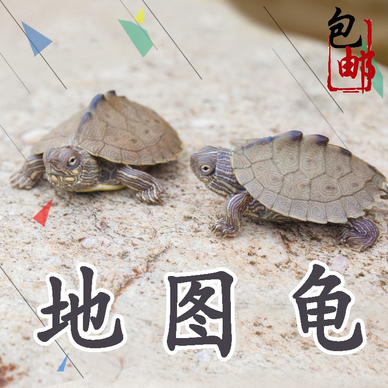 烏龜活體飼料彩色幼龜龜糧巴西龜小寵物龜紅耳龜龜苗家養烏龜在類目 寵物/寵物食品及用品, 水族世界, 龜/鱉中 - 來自Buy2taobao.com提供專業的淘寶代購服務