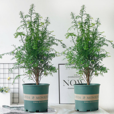 正宗南方红豆杉树苗室内绿植盆栽造型曼地亚名贵老桩带果四季常青