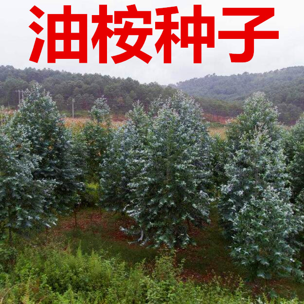 桉树种子 油桉种子 烧油 产油桉树种子 安种子在类目 鲜花速递/花卉仿真/绿植园艺, 花卉/蔬果/草坪种子(新), 家庭园艺种子中 - 来自Buy2taobao.com提供专业的淘宝代购服务