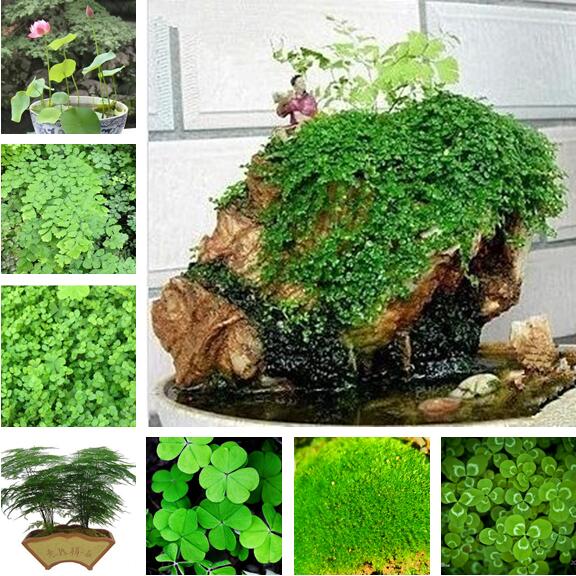 四季爬藤假山草种子 造盆景珍珠草种 吸水石专用草籽鱼缸草微景观在类目 鲜花速递/花卉仿真/绿植园艺, 花卉/蔬果/草坪种子(新), 家庭园艺种子中 - 来自Buy2taobao.com提供专业的淘宝代购服务