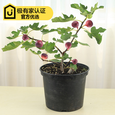 无花果苗树苗盆栽果树苗波姬红日本紫果巴劳耐当年结果紫色波尔多