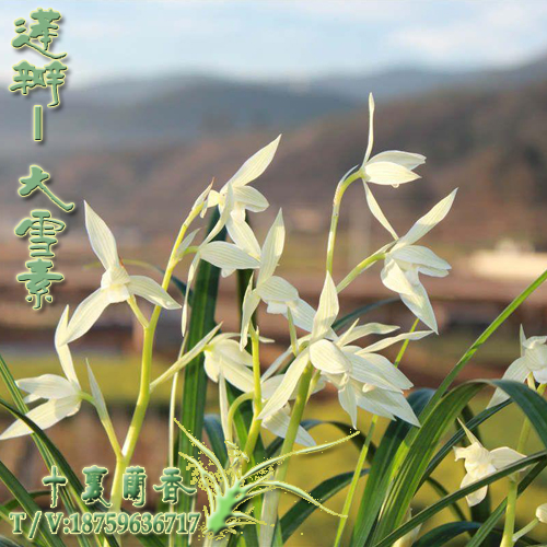 quality goods orchid Yunnan Cymbidium Su snow Home indoor balcony Green plant Potted plant Famous and precious orchidin the Flower delivery/Flowers simulation/Plants gardening , Flowers/Potted plants (New) , Flowers category - from Buy2taobao.com to provide professional Taobao agent buy service