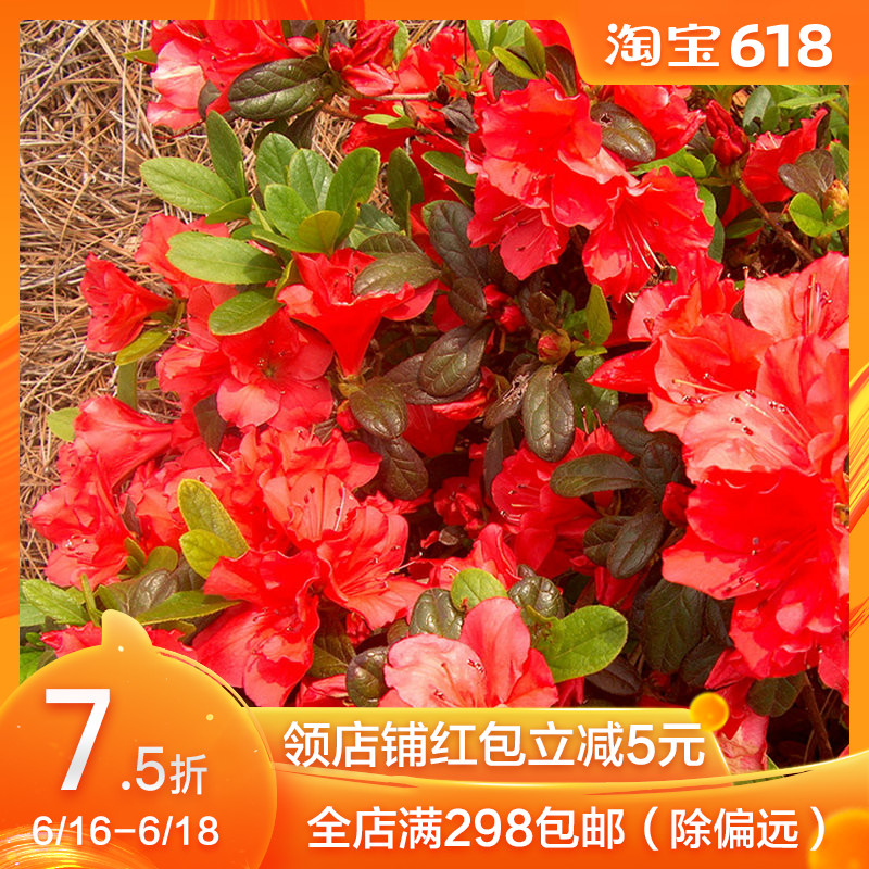 Azaleas Hong Yue U.S.A Imported Multi season Bloom Azalea Rhododendron 3/7 gallon Potted plant flowers and plants Rhododendron Flower seedlingsin the Flower delivery/Flowers simulation/Plants gardening , Flowers/Potted plants (New) , Flowers category - from Buy2taobao.com to provide professional Taobao agent buy service
