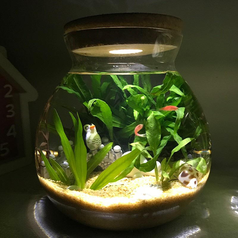 world Eco-Bottle Aquarium Chinchilla shrimp Fish bottle bonsai birthday Eco-Bottle Glassin the Pet/Pet food and supplies , Aqua World , Aquarium fish tanks and other equipment , Eco-Bottle/Creative cylinder/Desktop micro-cylinder category - from Buy2taobao.com to provide professional Taobao agent buy service