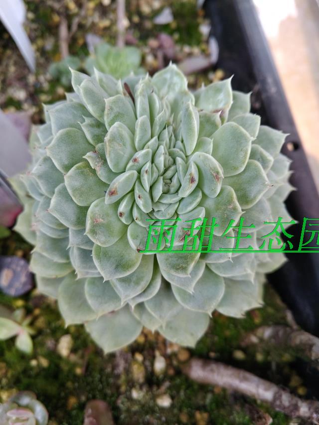 进口名贵多肉 巨型品种白鲸10cm大苗 见图二优