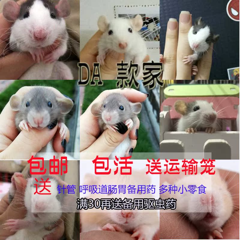大款家飞象耳花枝鼠活体宠物头巾奶咖纯白活物视频挑选广州可自提在类目 宠物/宠物食品及用品, 其它宠物, 其它宠物中 - 来自Buy2taobao.com提供专业的淘宝代购服务