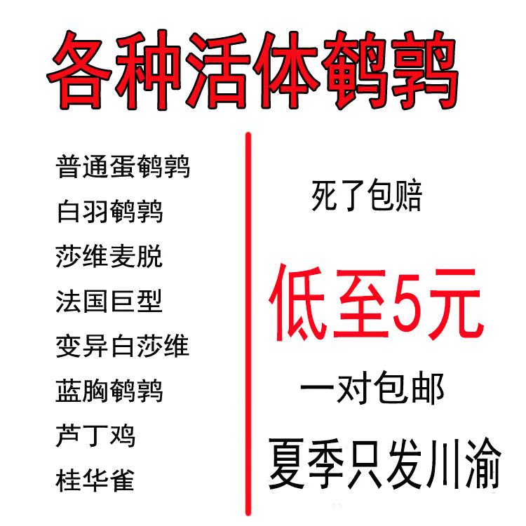 青年鹌鹑活体宠物一对包邮白化莎维麦脱蓝胸芦丁鸡桂花雀法国巨型在类目 宠物/宠物食品及用品, 鸟类及用品, 鸟中 - 来自Buy2taobao.com提供专业的淘宝代购服务
