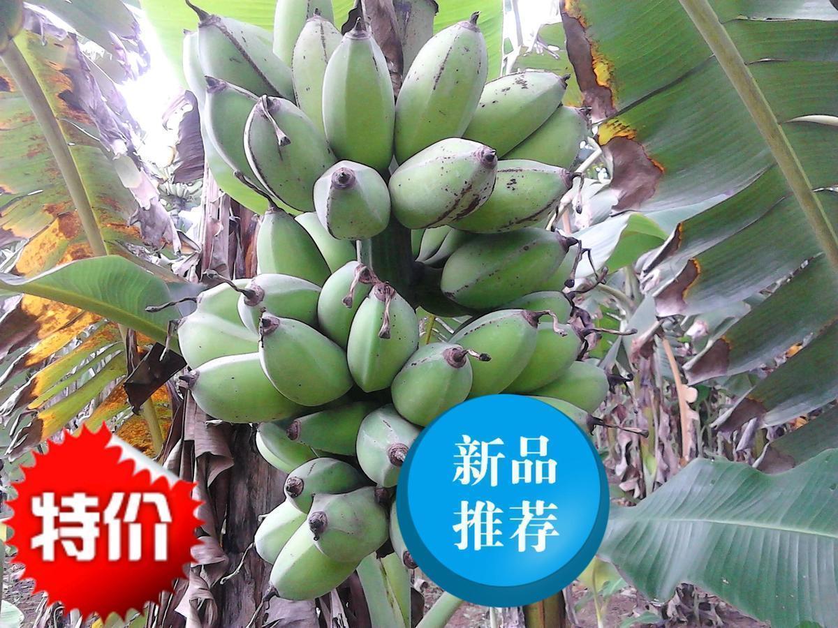 Guangxi Apple Fenjiao fresh fruit Bananas banana5 Fragrant and sweet Hainan M bananain the Aquatic meat/Fresh fruits and vegetables/Cooked , Fresh fruit , Bananas category - from Buy2taobao.com to provide professional Taobao agent buy service