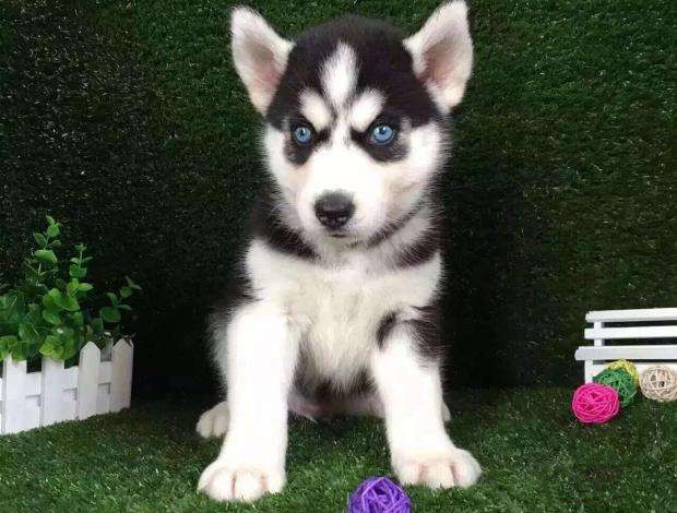 纯种哈士奇幼犬活体家养哈土奇大狗雪橇犬蓝眼二哈超萌宠物狗定金|ruв категории животное/Животное питание и принадлежностей, Пэт жизнь услуг, подготовки, Пэт - от Buy2taobao.com для оказания профессиональной услуги покупки агента Taobao