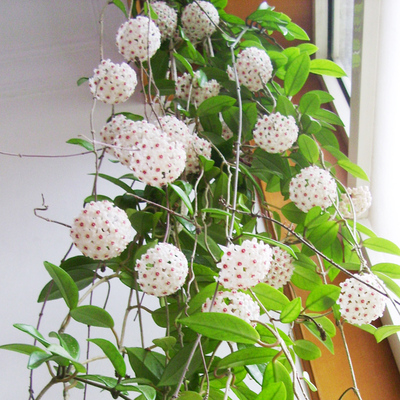 球兰花苗室内外爬藤吊兰盆栽花绿叶花心球兰大苗垂吊花卉植物大苗