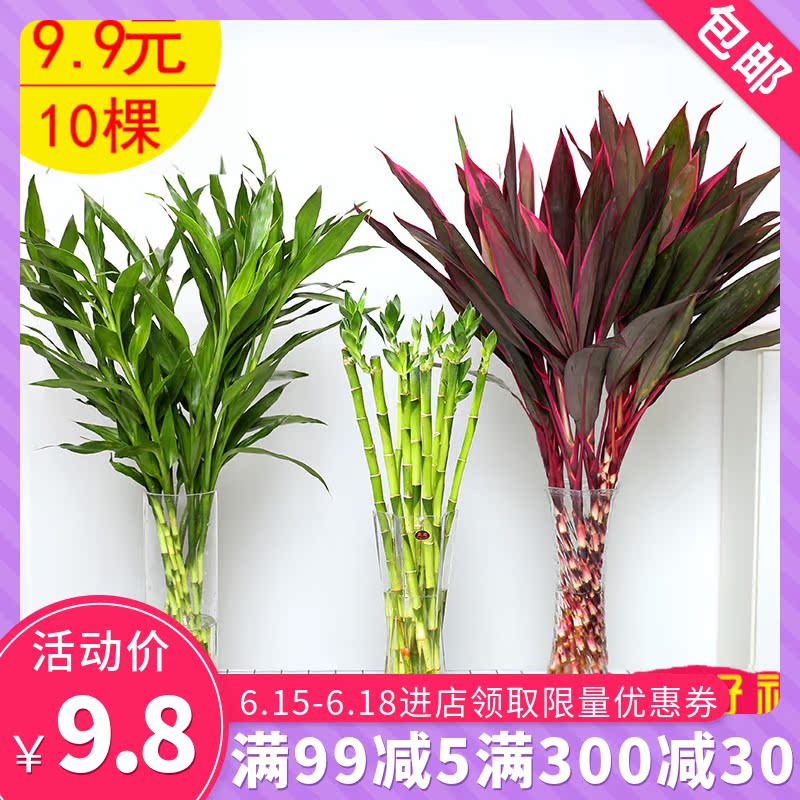 室內植物水培觀音竹富貴竹綠植盆栽轉運竹大葉竹四季常青好養花卉在類目 鮮花速遞/花卉仿真/綠植園藝, 花卉/綠植盆栽(新), 綠植中 - 來自Buy2taobao.com提供專業的淘寶代購服務