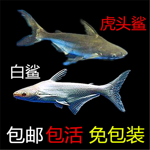虎头鲨活体热带鱼观赏鱼成吉思汗鲨活鱼银鲨白鲨蓝鲨|ruв категории животное/Животное питание и принадлежностей, аквариум мира, рыба - от Buy2taobao.com для оказания профессиональной услуги покупки агента Taobao