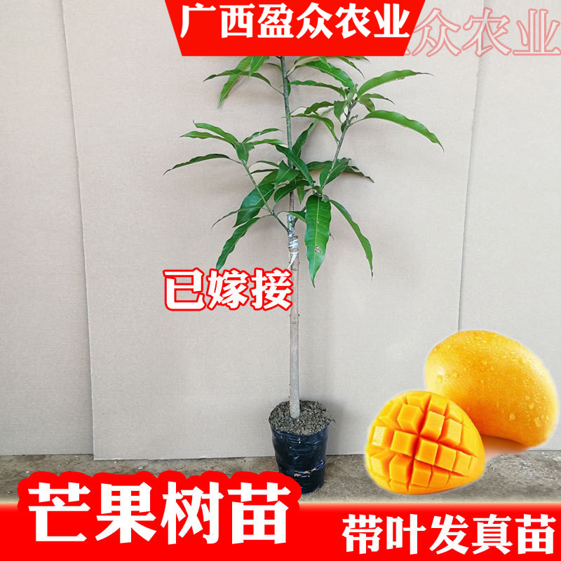 台农一号凯特桂七四季芒红贵妃金煌嫁接芒果树苗当年结果地栽盆栽在类目 鲜花速递/花卉仿真/绿植园艺, 花园植物/行道树/果树, 果树中 - 来自Buy2taobao.com提供专业的淘宝代购服务