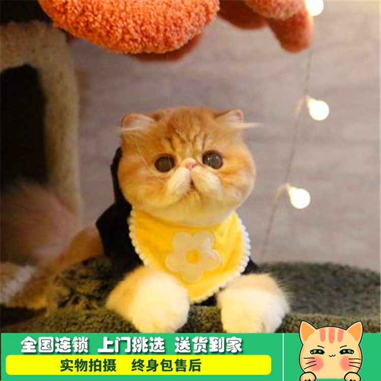 杭州加菲貓活體幼貓寵物貓咪紅白淨梵加菲幼崽異國短毛貓五短身材在類目 寵物/寵物食品及用品, 貓/狗日用品, 訓練器中 - 來自Buy2taobao.com提供專業的淘寶代購服務