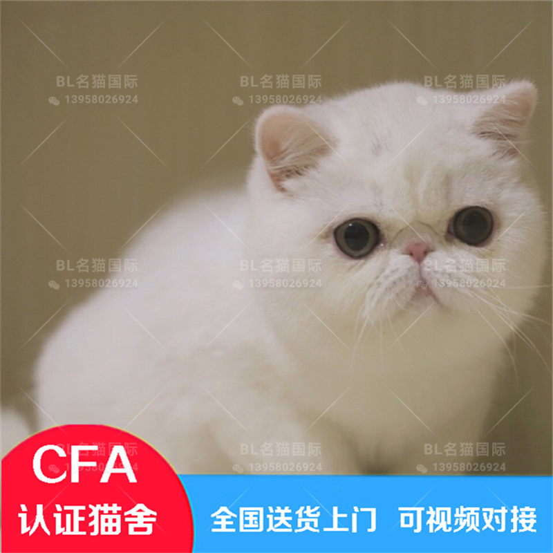 纯种纯白加菲猫幼猫活体红虎斑蓝白异国短毛猫波斯宠物猫咪可上门|msdalam kategori haiwan peliharaan/makanan haiwan dan bekalan, hamsters kelas haiwan peliharaan dan lain-lain kecil, babi - dari Buy2taobao.com untuk memberikan perkhidmatan ejen Taobao profesional membeli