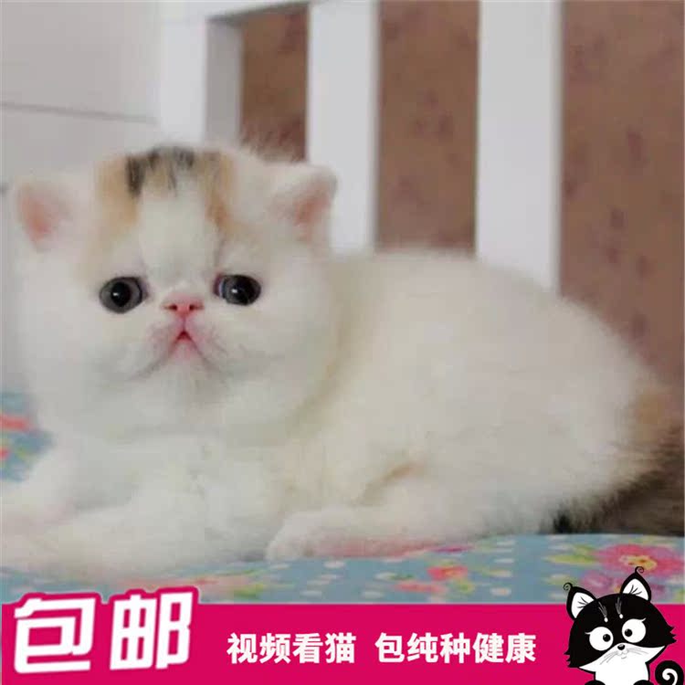 加菲猫活体 幼猫纯种宠物猫纯种异国短毛猫波斯猫三花加菲猫纯种|ruв категории животное/Животное питание и принадлежностей, кошка - от Buy2taobao.com для оказания профессиональной услуги покупки агента Taobao