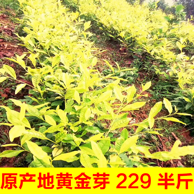 正宗安吉黄金芽白茶2019年新茶叶明前特级黄金白茶黄金芽茶叶250g|msdalam kategori teh, Teh hijau (baru), Anji teh putih - dari Buy2taobao.com untuk memberikan perkhidmatan ejen Taobao profesional membeli