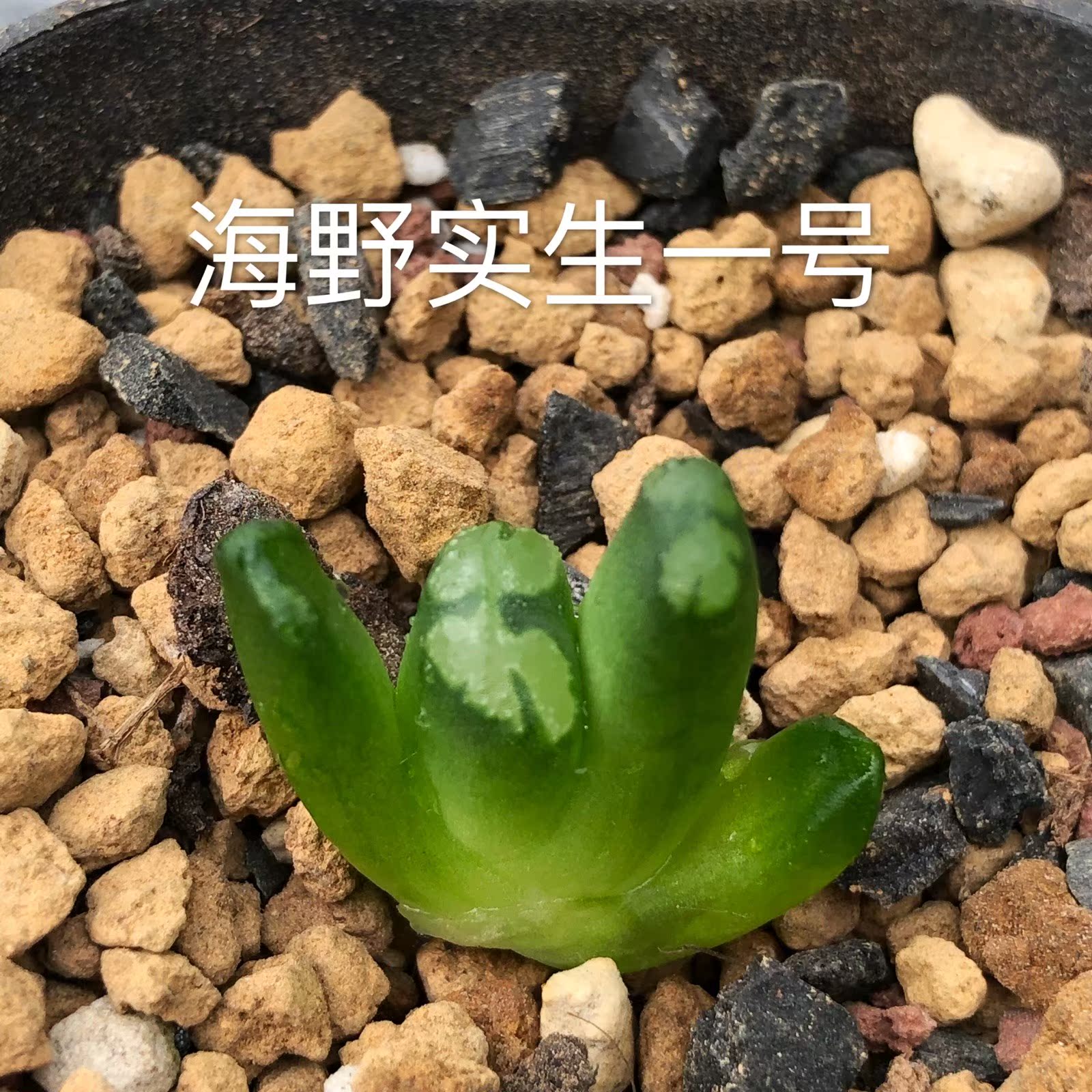 海野系玉扇 十二卷 海生一号玉扇 暂无根 海野系 截形十二卷在类目 乐器/吉他/钢琴/配件, 民族乐器, 鼓-民族鼓, 花盆鼓中 - 来自Buy2taobao.com提供专业的淘宝代购服务