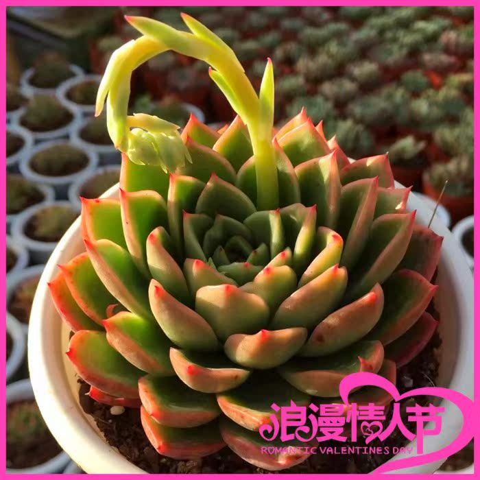 群生老桩超大超萌多肉一筐一拍植物盆栽花卉办公室包邮非常容易|msdalam kategori penghantaran bunga/bunga simulasi/tumbuhan berkebun, bunga/Tumbuh-tumbuhan tumbuh-tumbuhan pasu (baru), succulents - dari Buy2taobao.com untuk memberikan perkhidmatan ejen Taobao profesional membeli