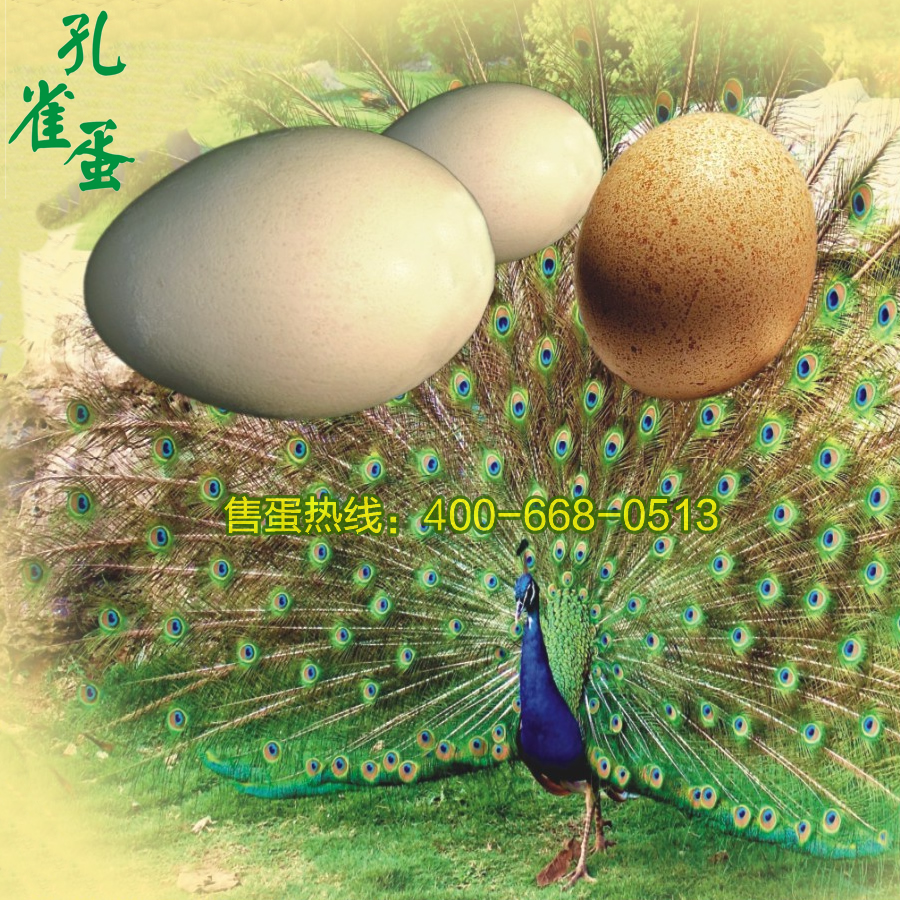 Blue Peacock egg Edible peacock eggs be fertilized Blue Peacock Seed egg Hatch Peacock Seed egg Hatching ratein the Pet/Pet food and supplies , Birds and supplies , Bird category - from Buy2taobao.com to provide professional Taobao agent buy service