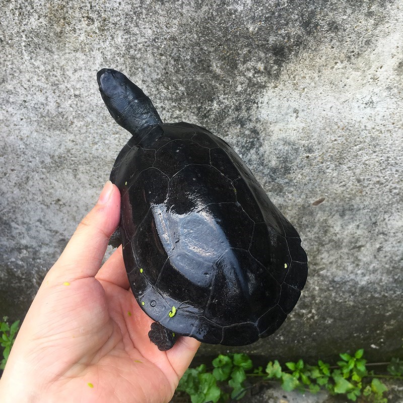 墨龟活体全黑腹乌龟活体中华草龟外塘公草龟风水镇宅黑金特大金线|ruв категории животное/Животное питание и принадлежностей, аквариум мира, черепаха/черепаха - от Buy2taobao.com для оказания профессиональной услуги покупки агента Taobao