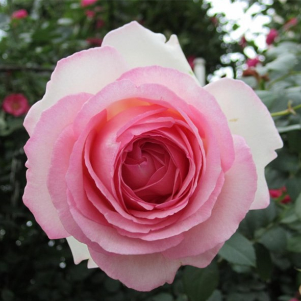 【四季colour】欧月 粉色龙沙宝石 藤本月季花苗爬藤攀缘蔷薇花卉在类目 鲜花速递/花卉仿真/绿植园艺, 花卉/绿植盆栽(新), 花卉中 - 来自Buy2taobao.com提供专业的淘宝代购服务