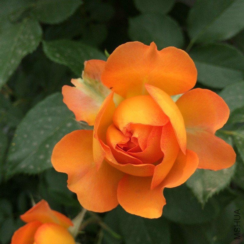 【四季colour】蜂蜜焦糖 藤本月季花苗爬藤攀援花卉四季开花蔷薇|ruв категории доставка цветов/цветок моделирования/растения садоводства, цветок/растения в горшках (новый), цветок - от Buy2taobao.com для оказания профессиональной услуги покупки агента Taobao