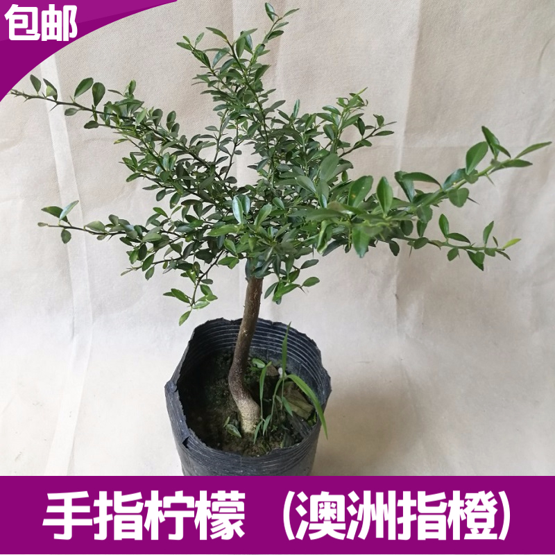 手指柠檬嫁接苗澳洲手指柠檬树 澳洲指橙 绿皮指橙柠檬鱼子酱果苗|msdalam kategori penghantaran bunga/bunga simulasi/tumbuhan berkebun, 花园植物/行道树/果树, 果树 - dari Buy2taobao.com untuk memberikan perkhidmatan ejen Taobao profesional membeli