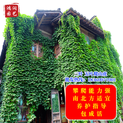 三叶爬山虎大苗五叶地锦树苗庭院攀援爬墙红叶植物常青藤绿植盆栽