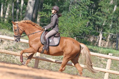 正品马术 FOUGANZA 骑马装 马术<em>服装</em> 专业 耐