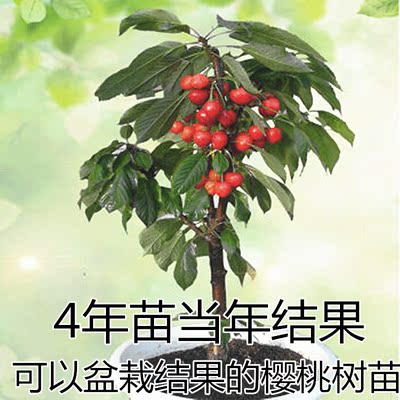 嫁接樱桃树苗车厘子盆栽地栽南方北方种植樱桃苗当年结果苗盆栽苗