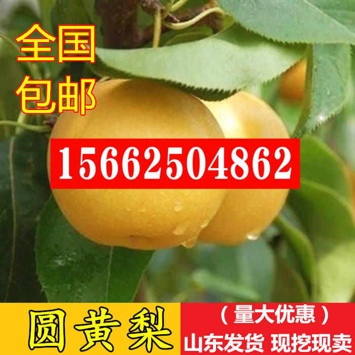 嫁接梨樹苗 圓黃梨苗 盆栽地栽果樹苗 圓黃梨子樹苗南方北方種植在類目 鮮花速遞/花卉仿真/綠植園藝, 花園植物/行道樹/果樹, 果樹中 - 來自Buy2taobao.com提供專業的淘寶代購服務