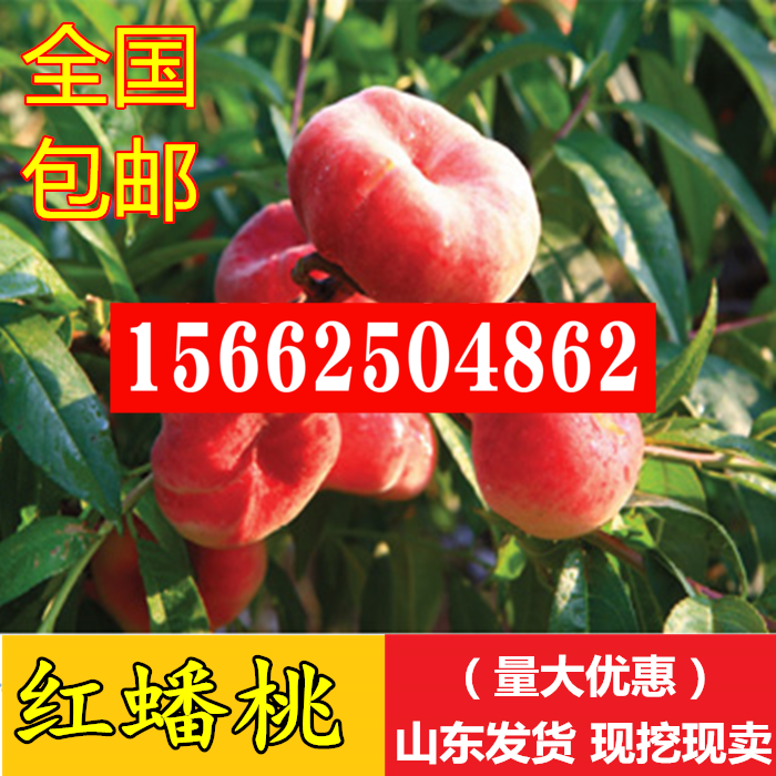 蟠桃树苗黄金蟠 美国红蟠桃苗 玉露蟠黄油蟠桃苗南方北方种植果树在类目 鲜花速递/花卉仿真/绿植园艺, 花园植物/行道树/果树, 果树中 - 来自Buy2taobao.com提供专业的淘宝代购服务