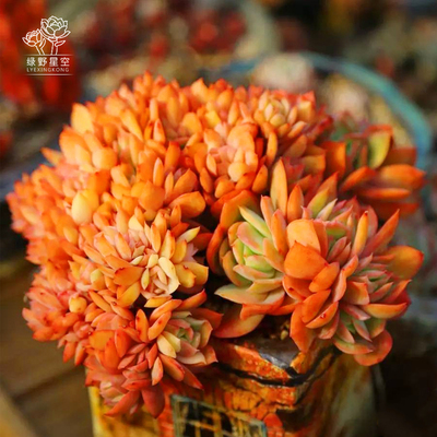 星空园艺3号珍藏级美肉专区肉肉植物多肉组合绿植盆栽花卉含多肉