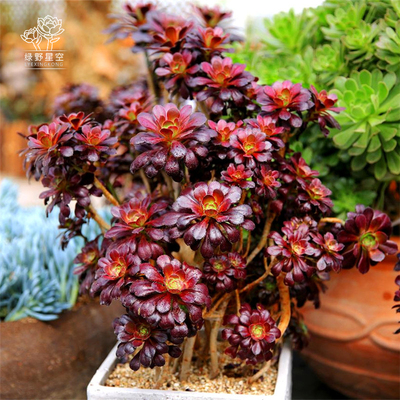 星空园艺 4号直播状态美肉植物多肉组合绿植盆栽花卉含绿植花盆